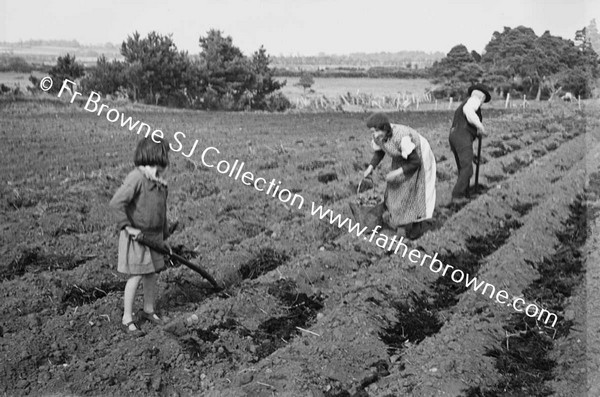 SOWING POTATOES